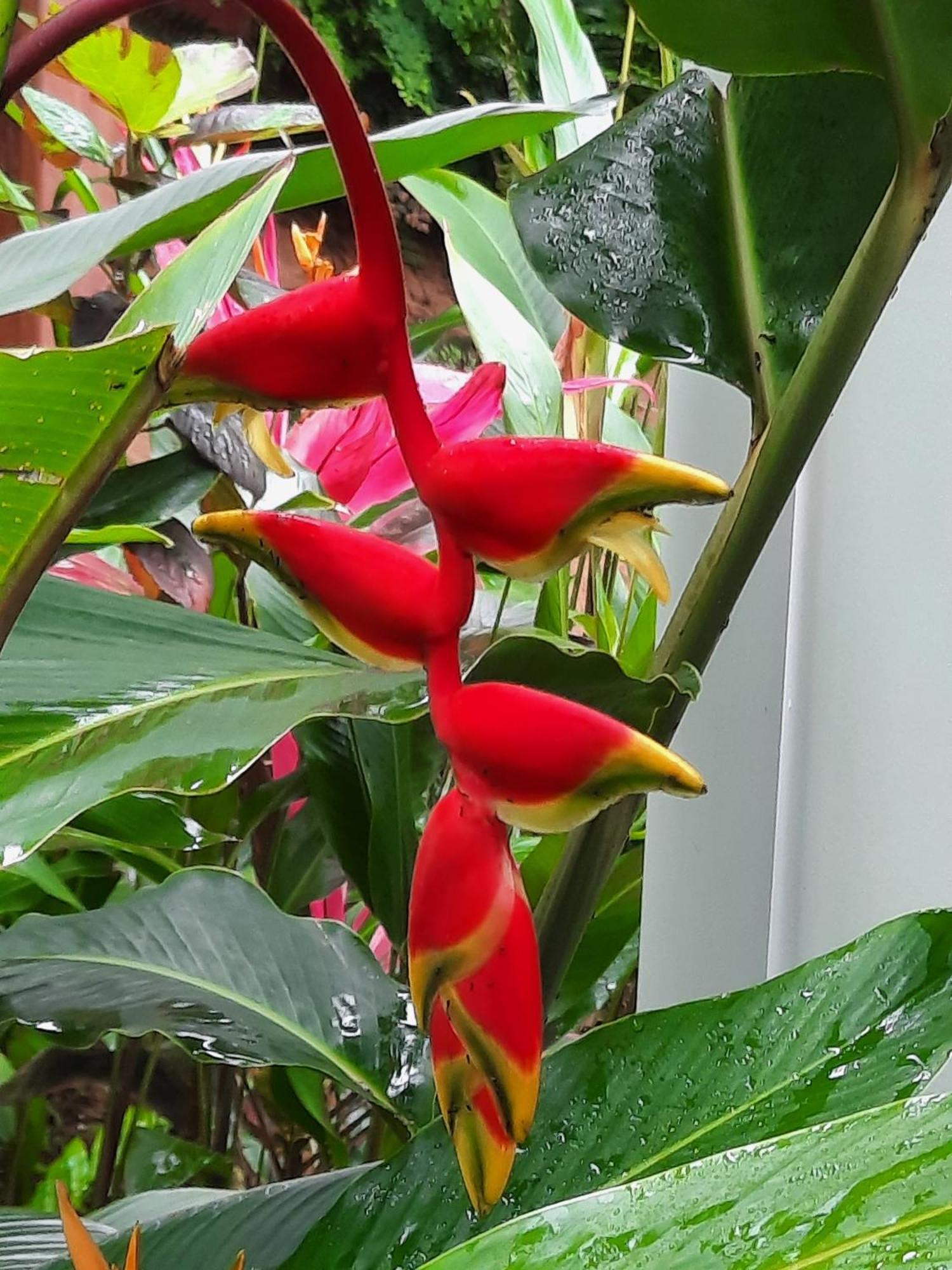 Cashew Nut Grove بوغْ غْلو